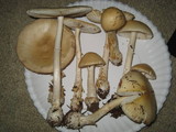 Amanita velatipes image
