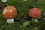 Amanita muscaria var. flavivolvata image