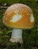 Amanita muscaria var. flavivolvata image