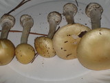 Amanita velatipes image