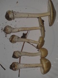 Amanita velatipes image