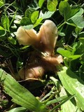 Hohenbuehelia petaloides image
