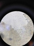 Hohenbuehelia petaloides image