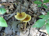 Amanita banningiana image