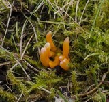 Clavulinopsis laeticolor image