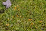 Clavulinopsis laeticolor image