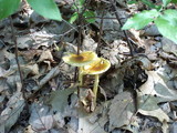 Amanita banningiana image