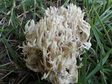 Clavulina coralloides image