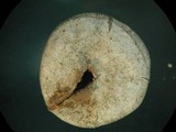 Bovista pusilla image