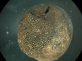 Bovista pusilla image