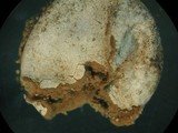 Bovista pusilla image