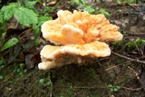 Laetiporus cincinnatus image