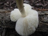 Echinoderma asperum image