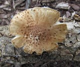 Echinoderma asperum image