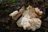 Laetiporus cincinnatus image