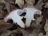 Gomphidius glutinosus image