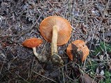 Hygrophoropsis aurantiaca image