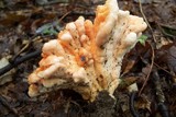 Laetiporus cincinnatus image