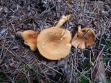 Hygrophoropsis aurantiaca image