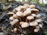 Gymnopus acervatus image
