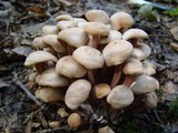 Gymnopus acervatus image