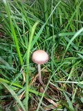 Panaeolus cinctulus image