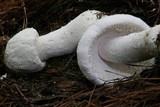 Amanita polypyramis image