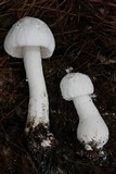 Amanita polypyramis image