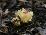 Calostoma lutescens image