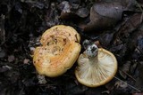 Lactarius psammicola image