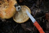 Lactarius psammicola image