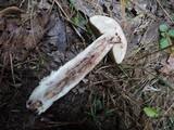 Leccinum holopus image