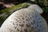 Pluteus petasatus image