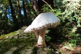 Pluteus petasatus image