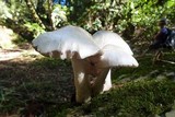 Pluteus petasatus image