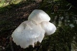 Pluteus petasatus image
