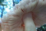 Pluteus petasatus image