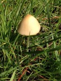 Conocybe apala image
