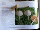 Conocybe apala image