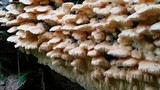 Sarcodontia pachyodon image