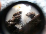 Mycena crocea image