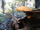 Gymnopilus luteus image