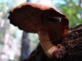 Gymnopilus luteus image