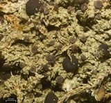 Biatora tetramera image