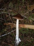 Amanita pachycolea image