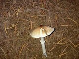 Lepiota rubrotinctoides image