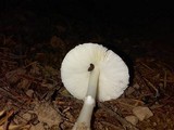 Lepiota rubrotinctoides image