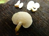 Panellus pusillus image
