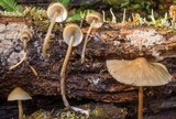 Mycena galericulata image