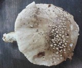 Amanita solitaria image
